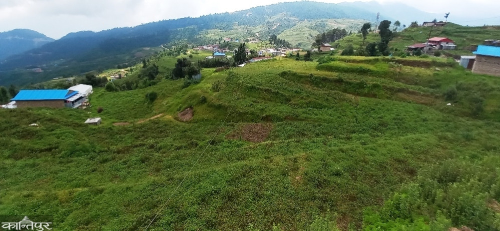 Weather affects potato farming, production expected to halve