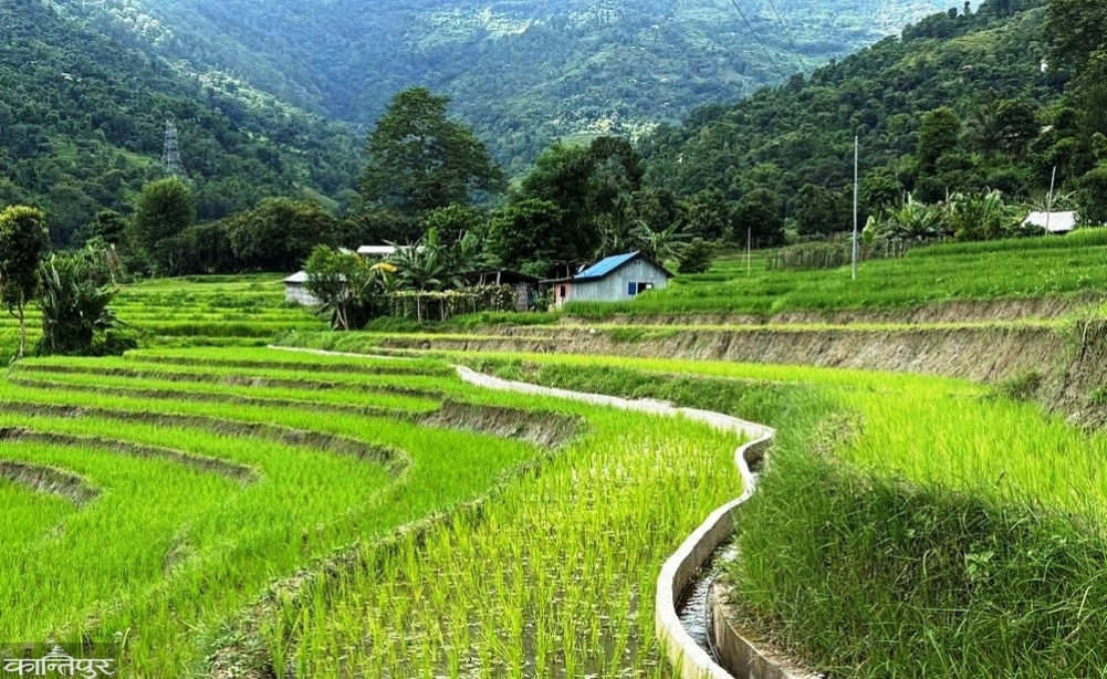 In Dhankuta, 30 small irrigation projects provide year-round water facilities to 391 hectares