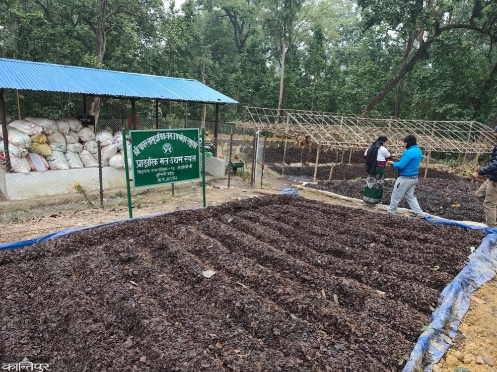 Fertilizer production from ants as an alternative to chemicals in Arghakhanchi