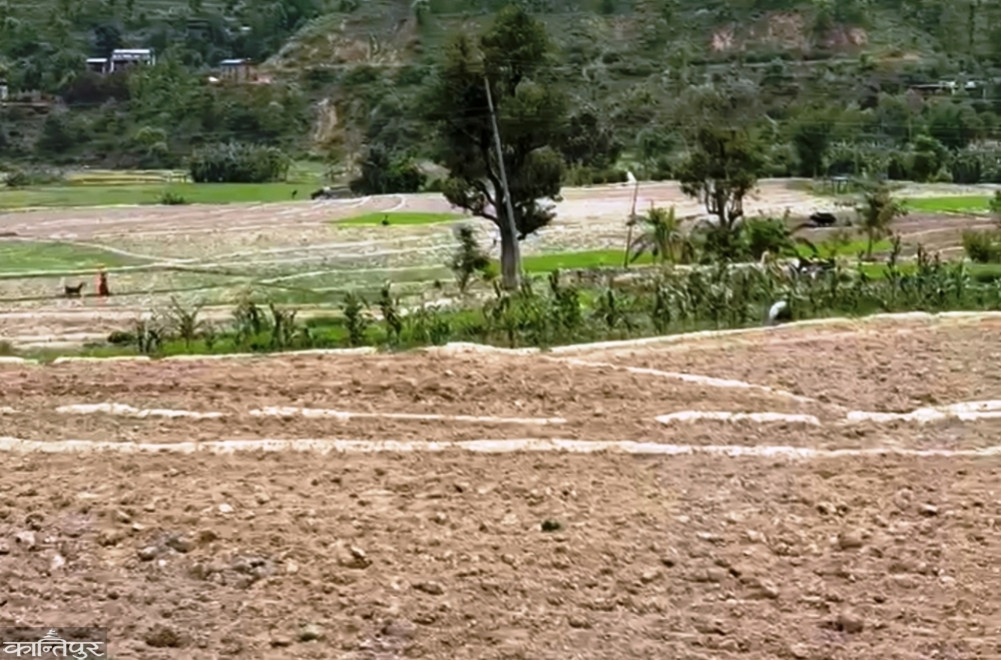 20 percent of fields in Salyan remain to be sown by the end of Asard