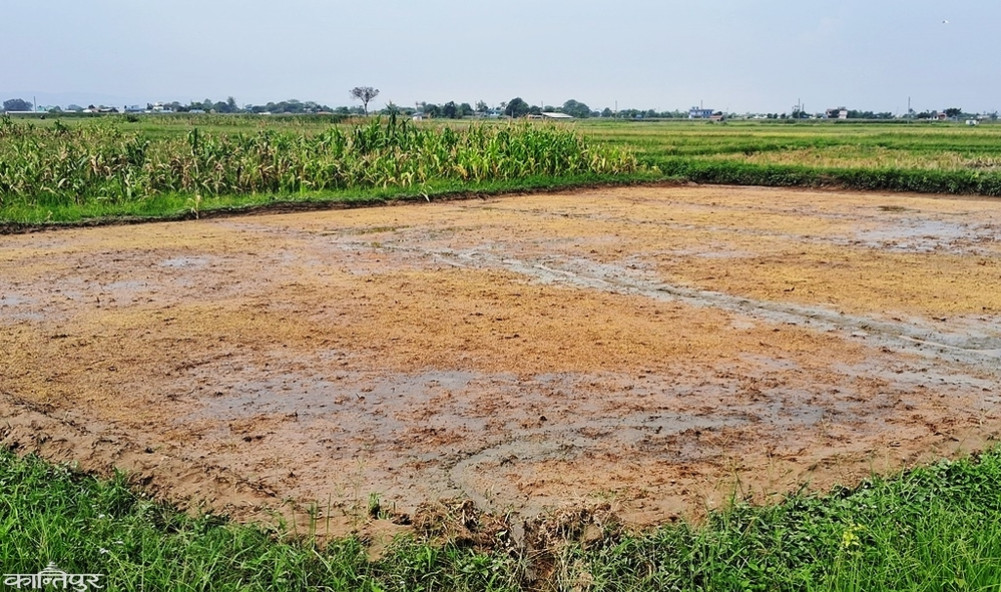 Delay in planting rice due to lack of fertilizer