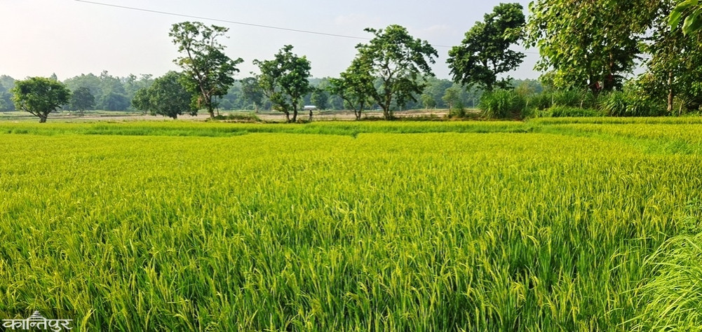 Wild elephants destroy ripening rice crop in Shikaribas