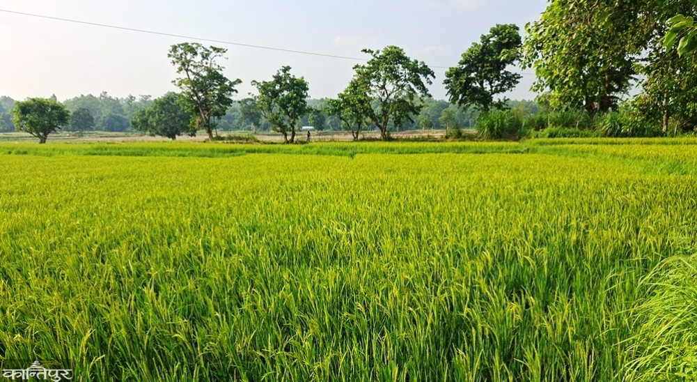 Only 4 percent of paddy planted in Parsa due to weak monsoon