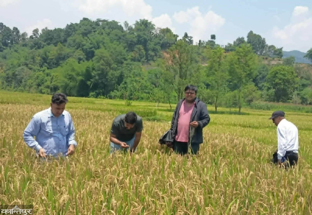 Damage to Chaite rice during the import period due to drought and weevils