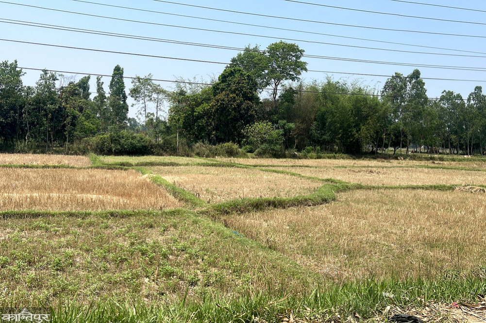 70 percent of farming in Saptari, considered a granary, relies on rainwater