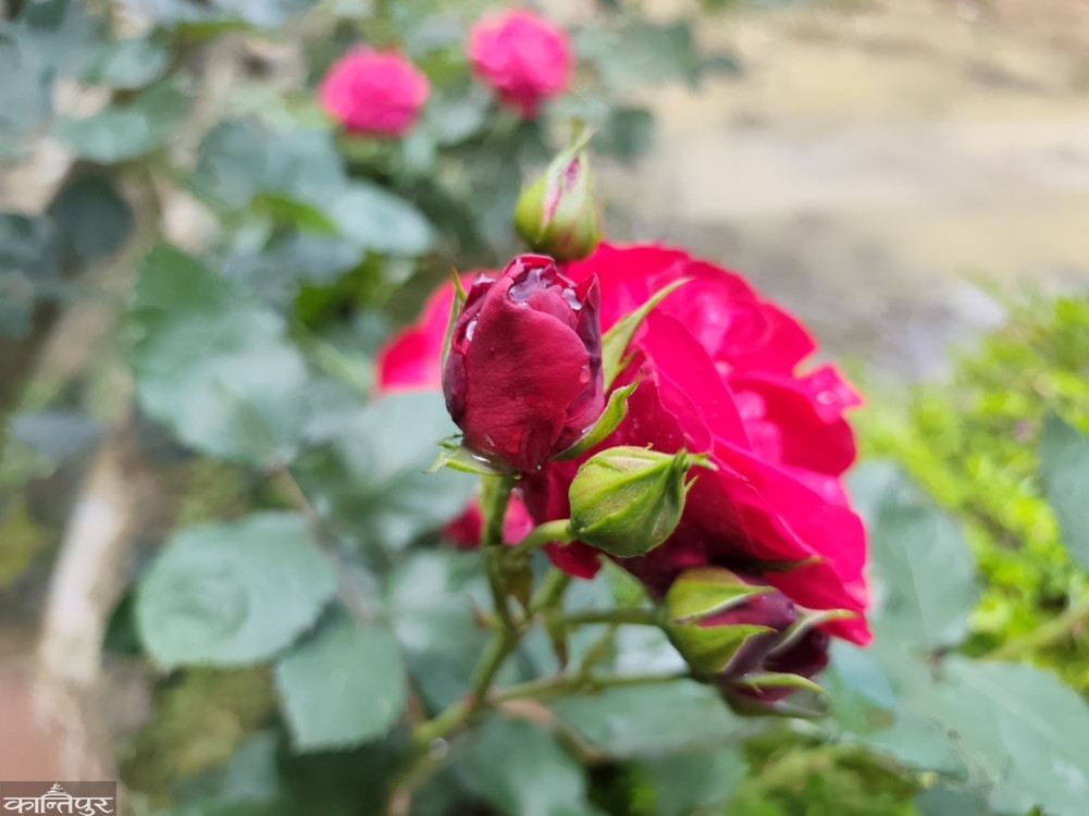 Roses blooming in Dhankuta's Chaubise