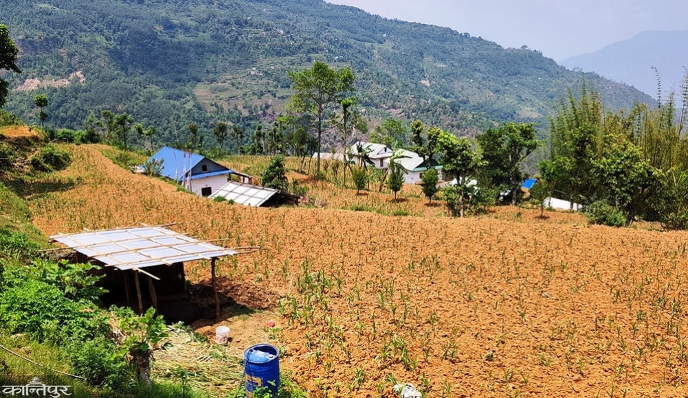 Drought dries up corn in Dhankuta, farmers worried about saving seeds