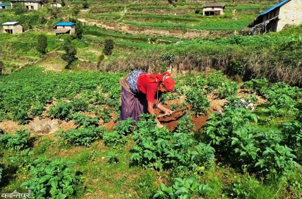 Potato farming in Muthachaur: The kitchen and the expense