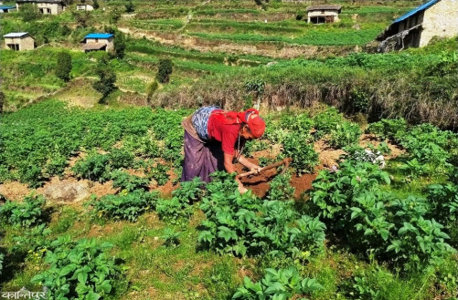 Potato farming in Muthachaur: The kitchen and the expense