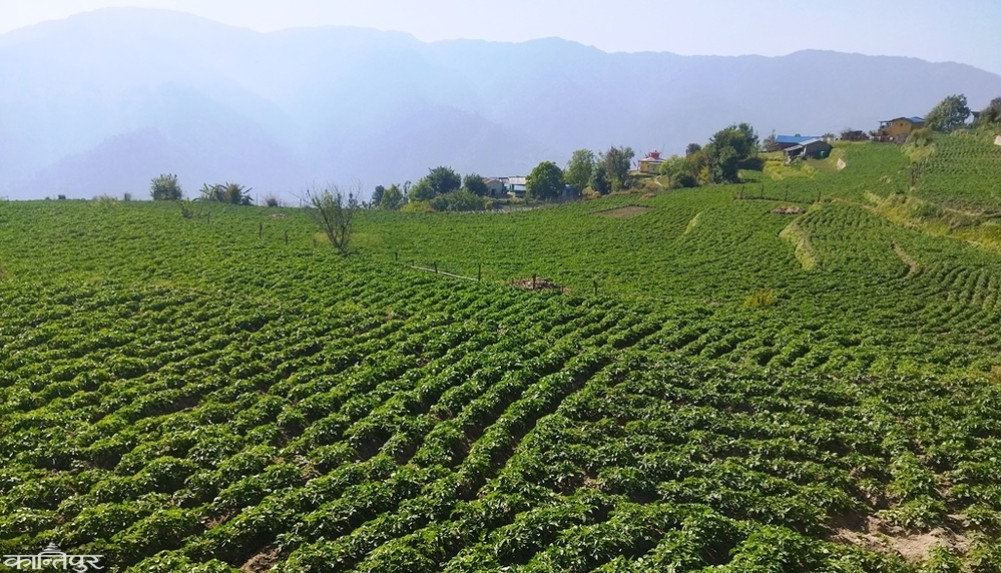Dadeldhura farmers increasing seed potato production