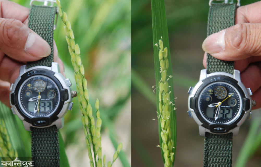 Rice is being 'waked' early in the morning to protect it from the heat
