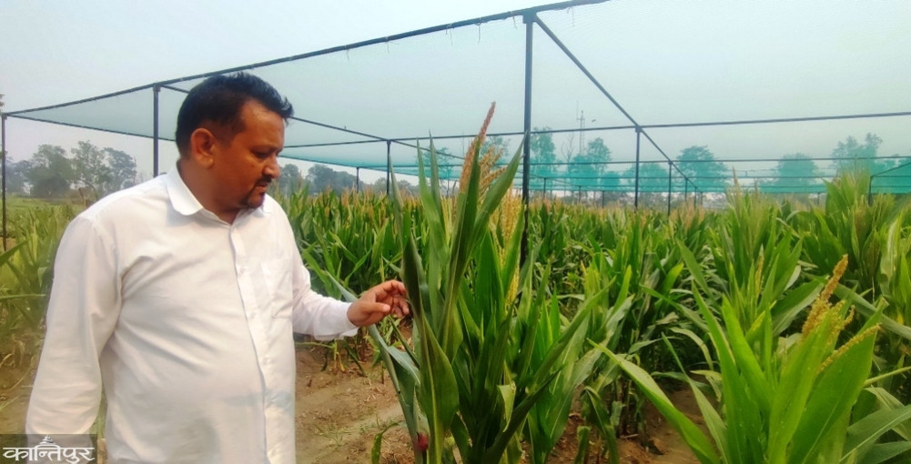 Manpower shortage delays release of new maize varieties