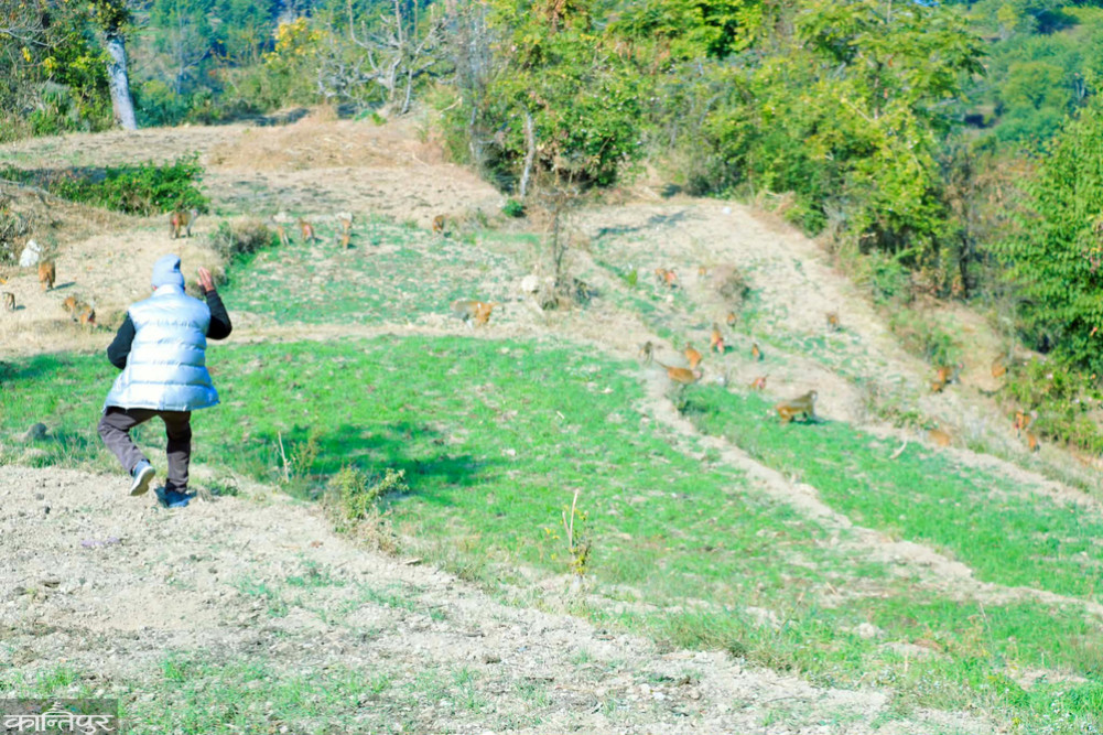 Monkey terror: People head to the city, monkeys head to the village