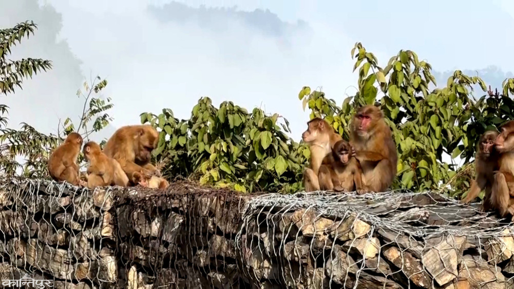 How to manage human-ape conflict?