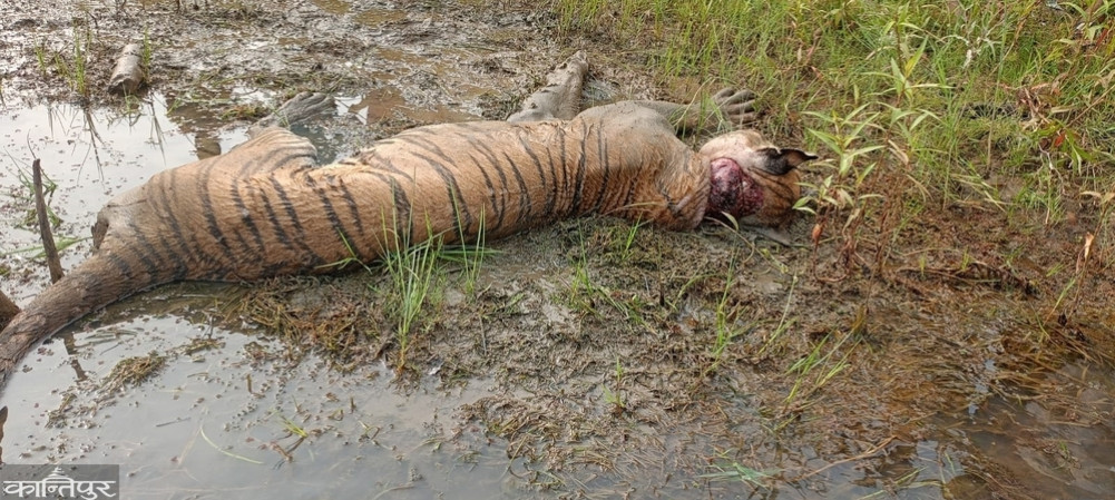 Adult tiger found dead in Bardiya