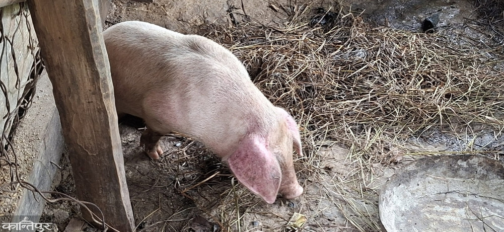 African swine fever confirmed in pigs in Dadeldhura, urges caution