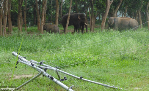 Sauraha's celebrity 'Ronaldo'
