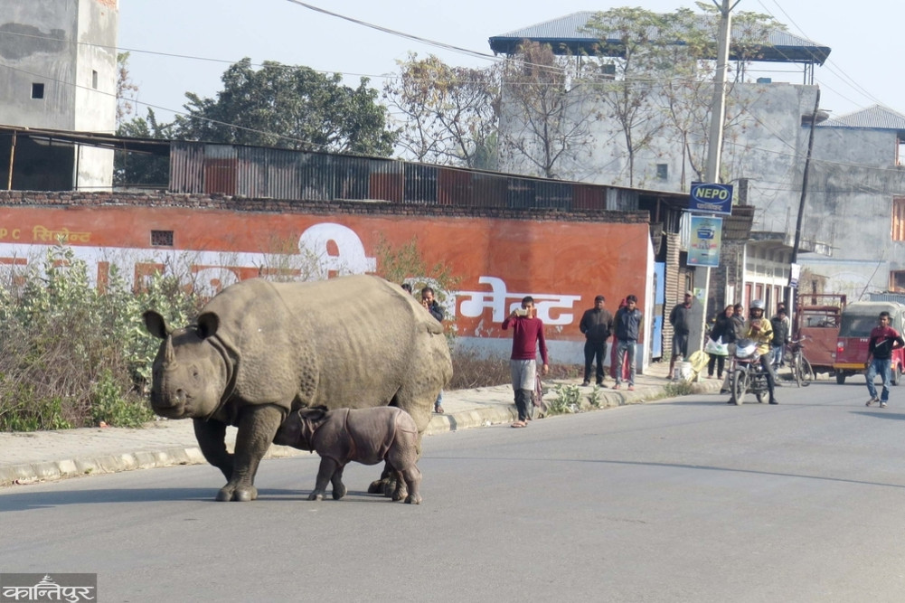 Rhinos in the city: A conservation success or another challenge?
