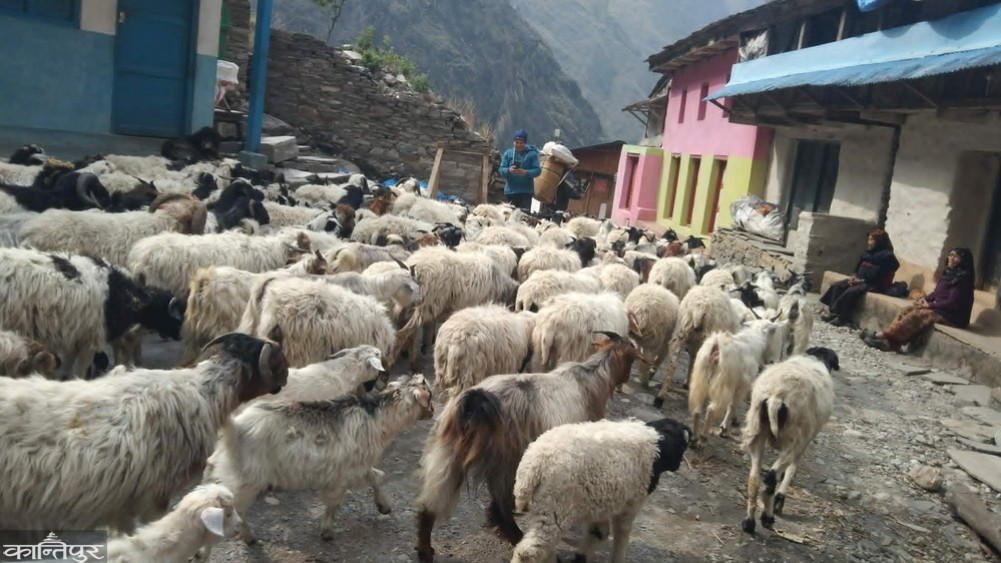 A shepherd climbed a mountain while driving his sheep and goats.