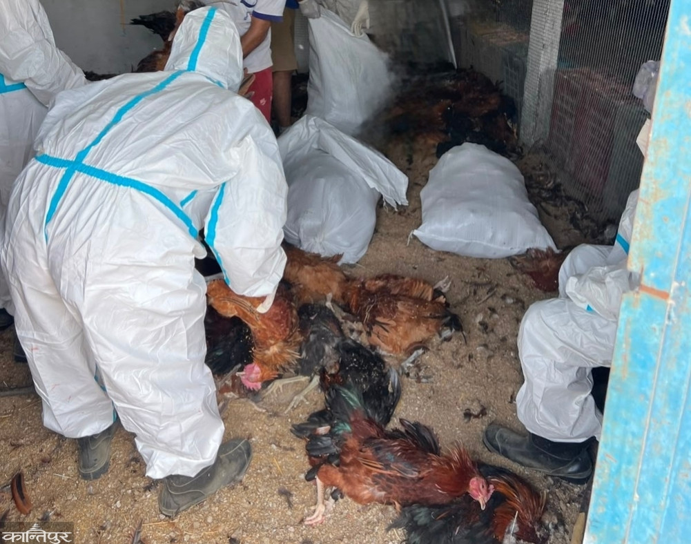 Bird flu-affected farmers receive Rs. 507.1 million in relief