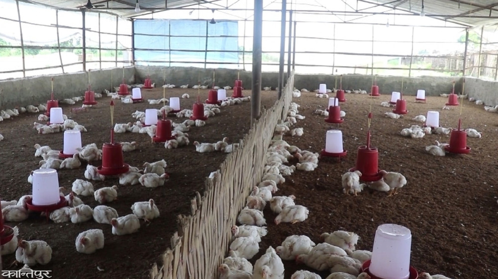 Rs 209.4 million in relief for bird flu-affected farmers in Sunsari