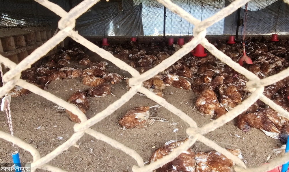 Poultry businessmen hit by bird flu, waiting for government relief