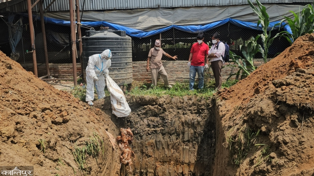 Bird flu control in Kavre through immediate 'stamping out'