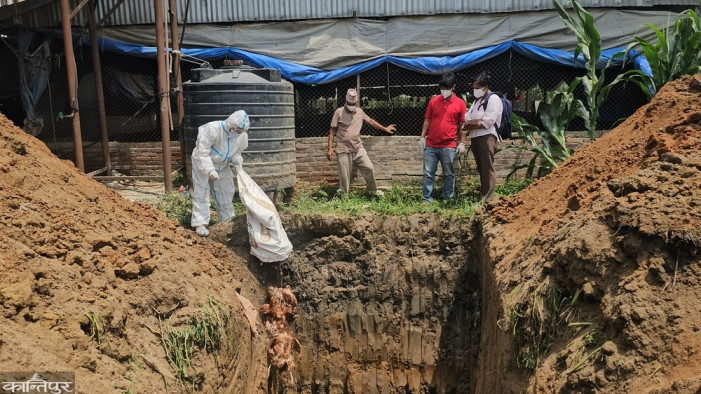 Bird flu control in Kavre through immediate 'stamping out'