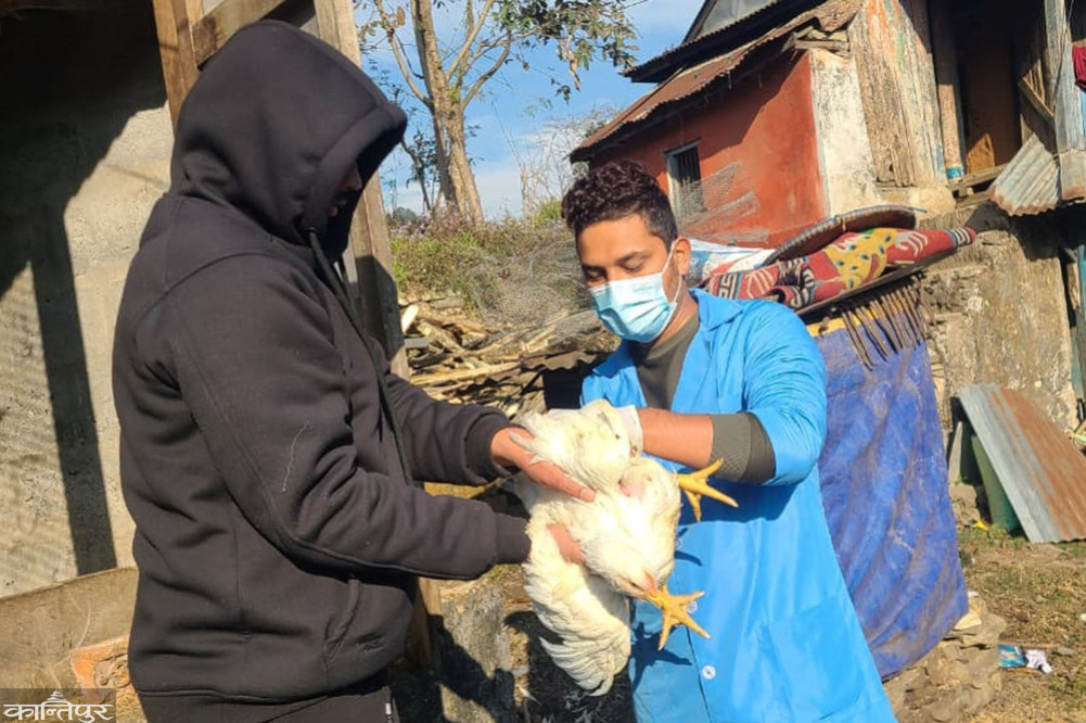 Ban on bringing poultry products from outside districts into Lamjung due to possible bird flu entry