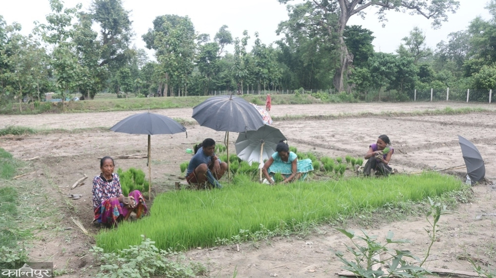 Bardiya farmers uprooting seeds in dry fields
