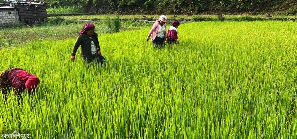 Palpa farmers worried as disease spreads in Chaite rice