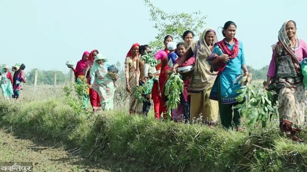 Ranatharu community celebrates Chaitra grazing festival