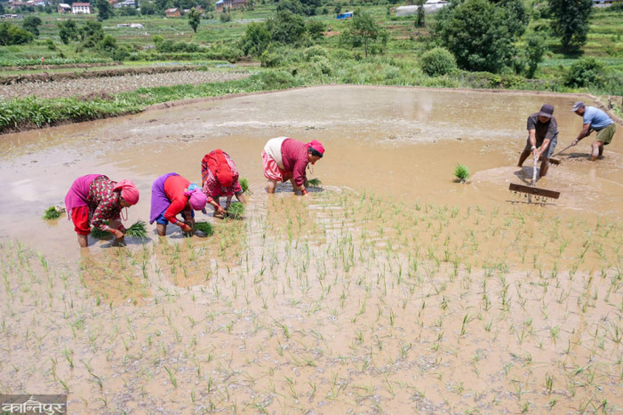 Only 3.5 percent of the Bagmati River has been planted.
