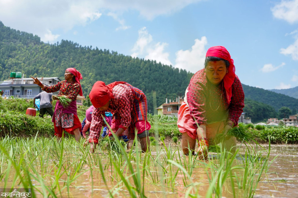 Agricultural journey from ali to thali