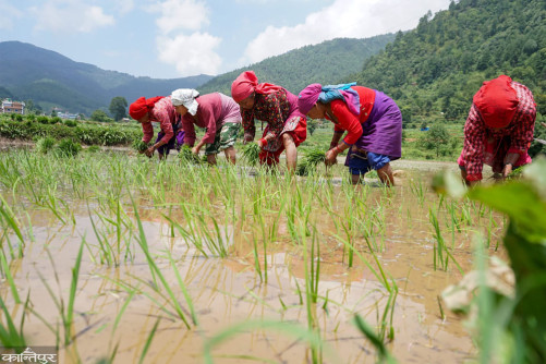 Farmers in a hurry