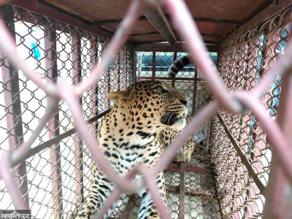 Problematic leopard control