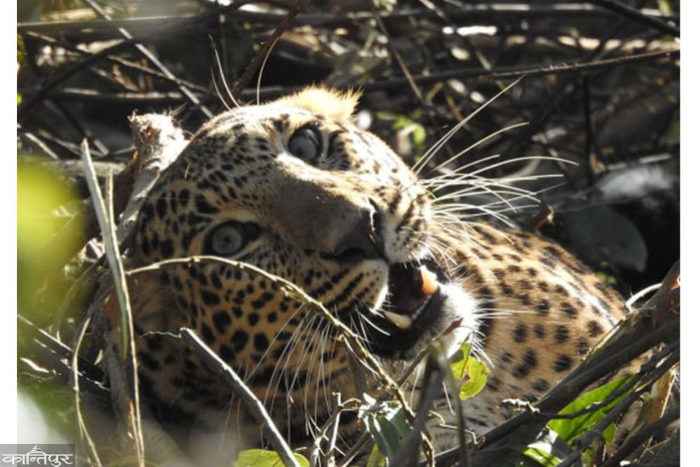 Problematic leopard found dead