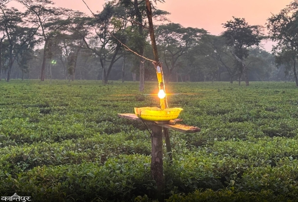 50,000 kg of Nepali tea stuck in Indian warehouse, demand to remove export barriers