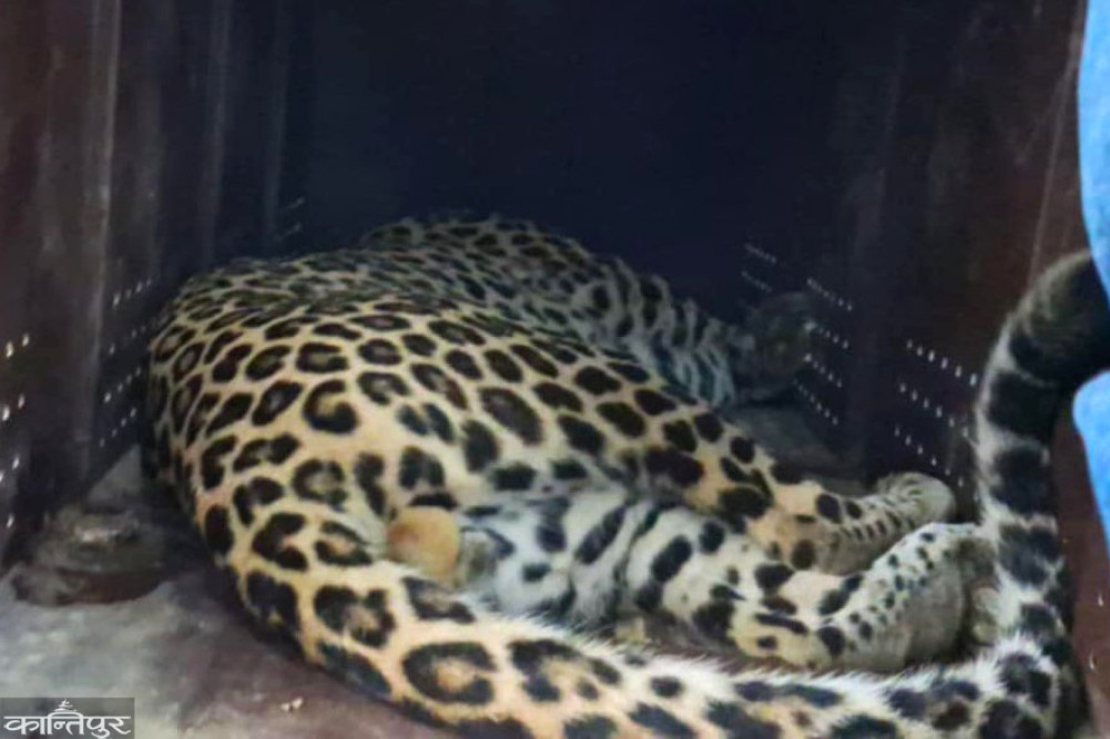 Leopard under control in Krishnasar Conservation Area