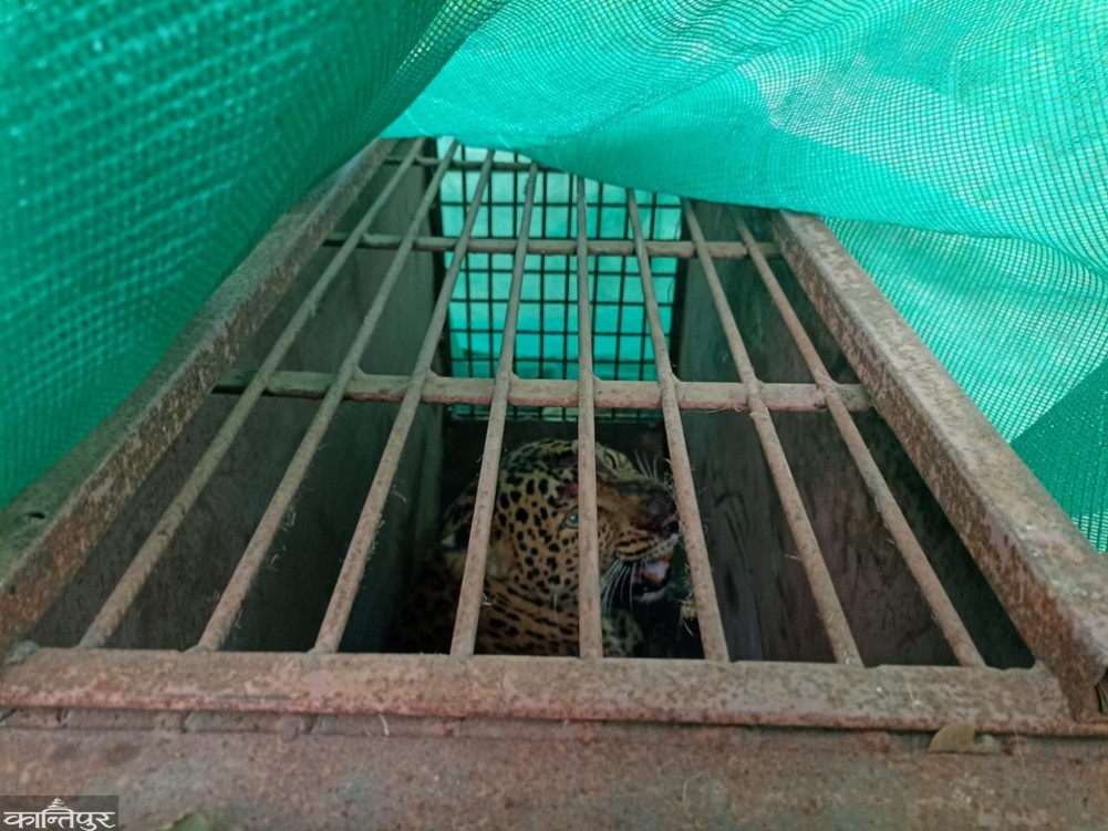 Leopards controlled from corn fields