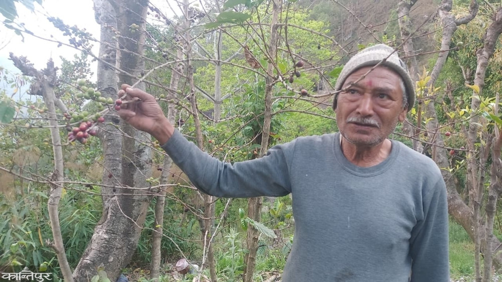 A single plant from 45 years ago turned a village into commercial coffee farming
