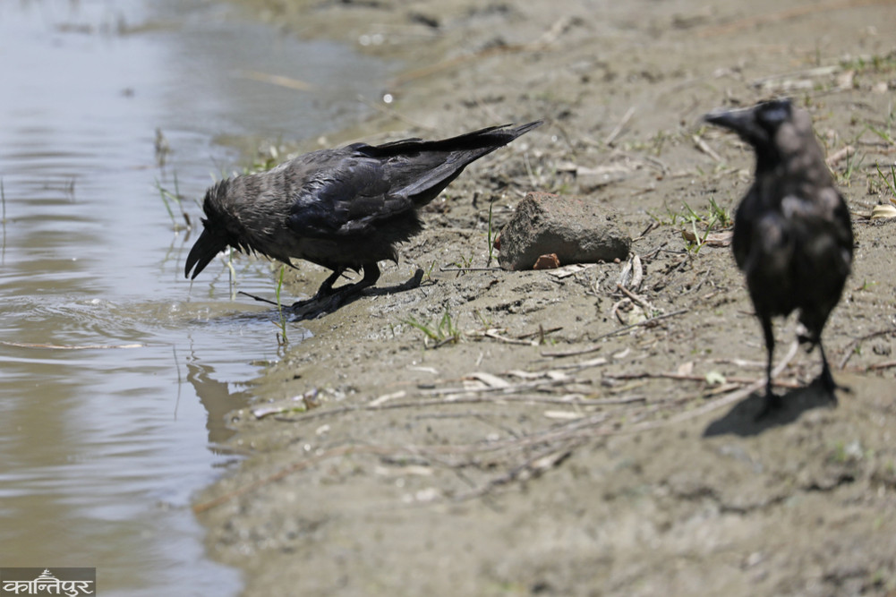 Bird flu also in migratory birds and crows: How at risk are humans?