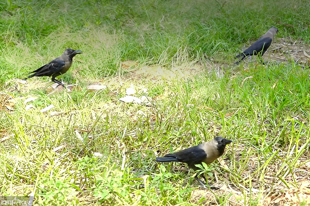 Bird flu still confirmed in crows found dead inside the zoo