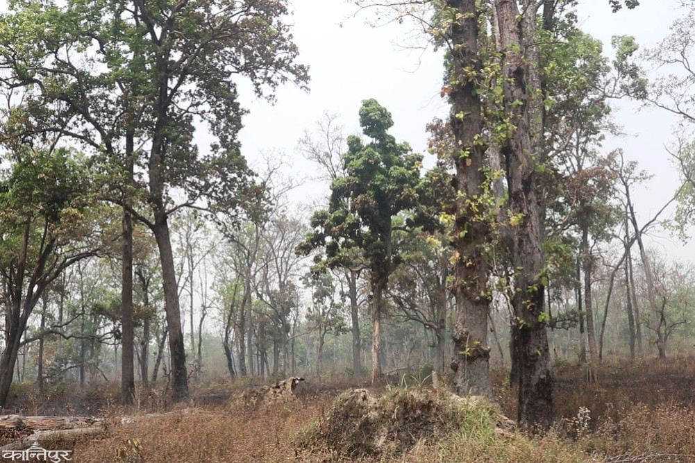 Fire spreads to 20 percent of Bardiya National Park