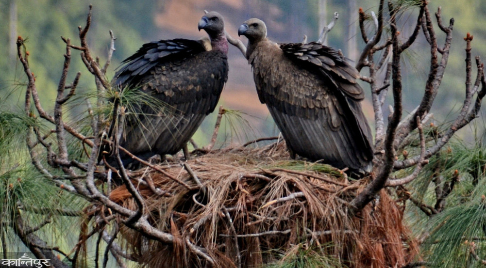 A world-rare griffon vulture raising its chicks