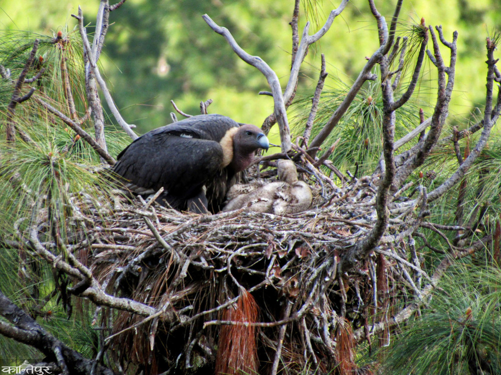 A world-rare griffon vulture raising its chicks