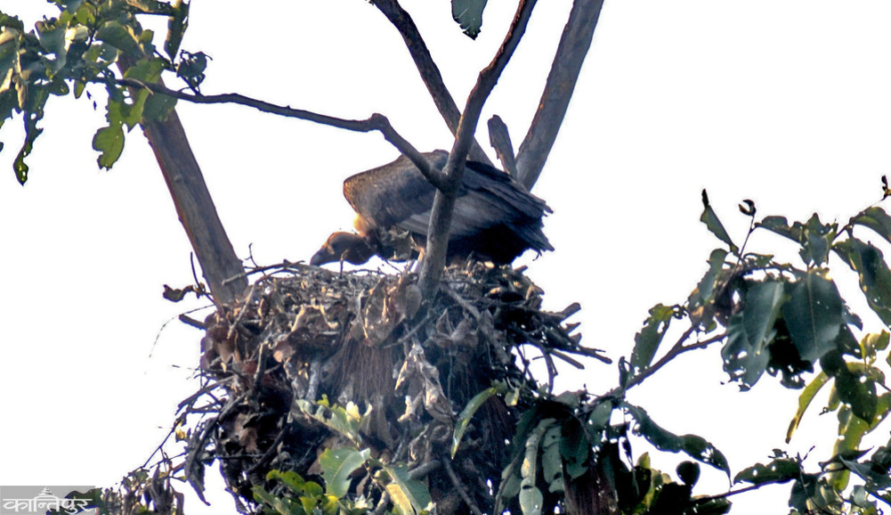 A world-rare griffon vulture raising its chicks