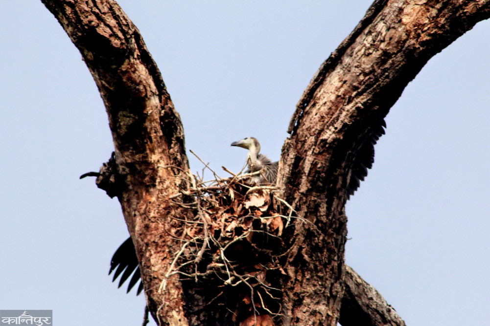 A world-rare griffon vulture raising its chicks