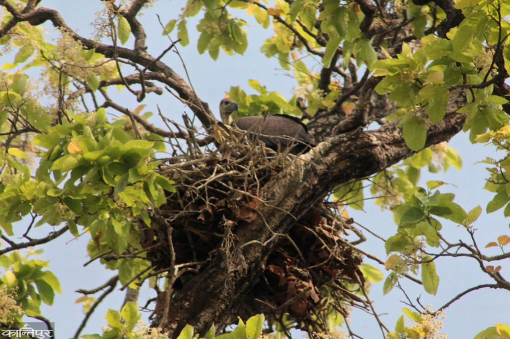 A world-rare griffon vulture raising its chicks