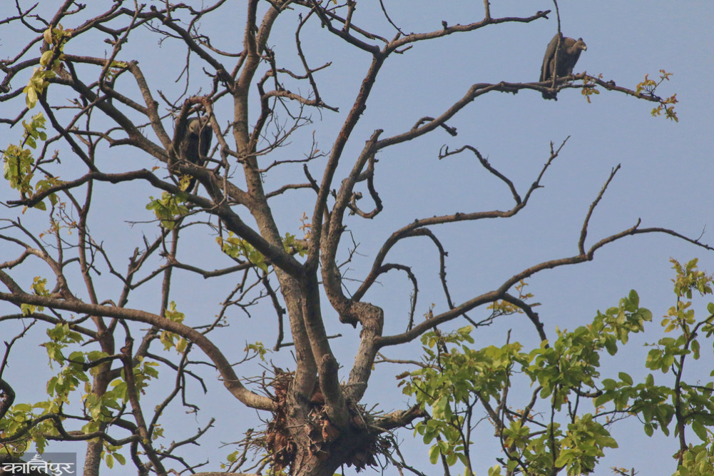 A world-rare griffon vulture raising its chicks